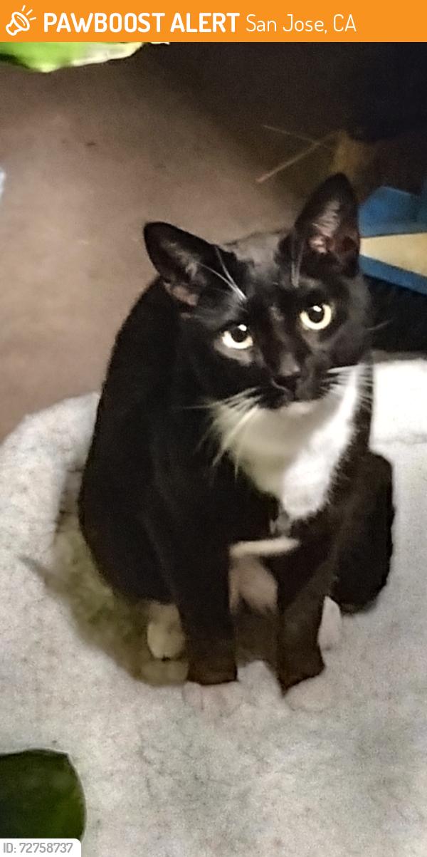 Found/Stray Male Cat last seen Near Cahalan Park , San Jose, CA 95123