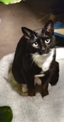 Found/Stray Male Cat last seen Near Cahalan Park , San Jose, CA 95123