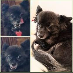 Lost Female Dog last seen Eider Lane & East Wigeon Way , Suisun City, CA 94585