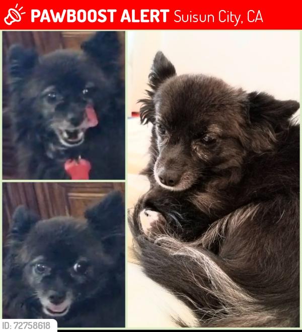 Lost Female Dog last seen Eider Lane & East Wigeon Way , Suisun City, CA 94585