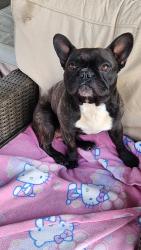 Found/Stray Unknown Dog last seen Dunlap, Perris, CA 92571