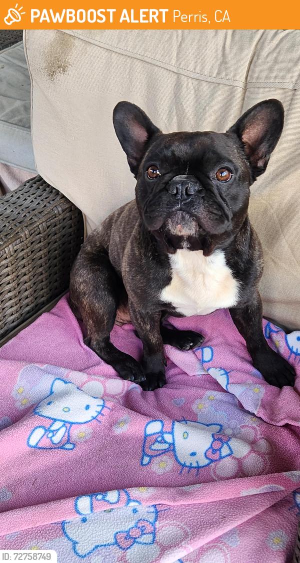 Found/Stray Unknown Dog last seen Dunlap, Perris, CA 92571