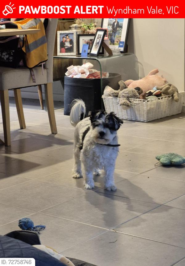 Lost Male Dog last seen IGA JUBILEE , Wyndham Vale, VIC 3024