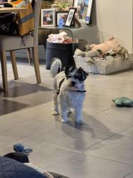Lost Male Dog last seen IGA JUBILEE , Wyndham Vale, VIC 3024