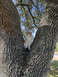 Lost Male Cat last seen Roy Road , Pearland, TX 77581