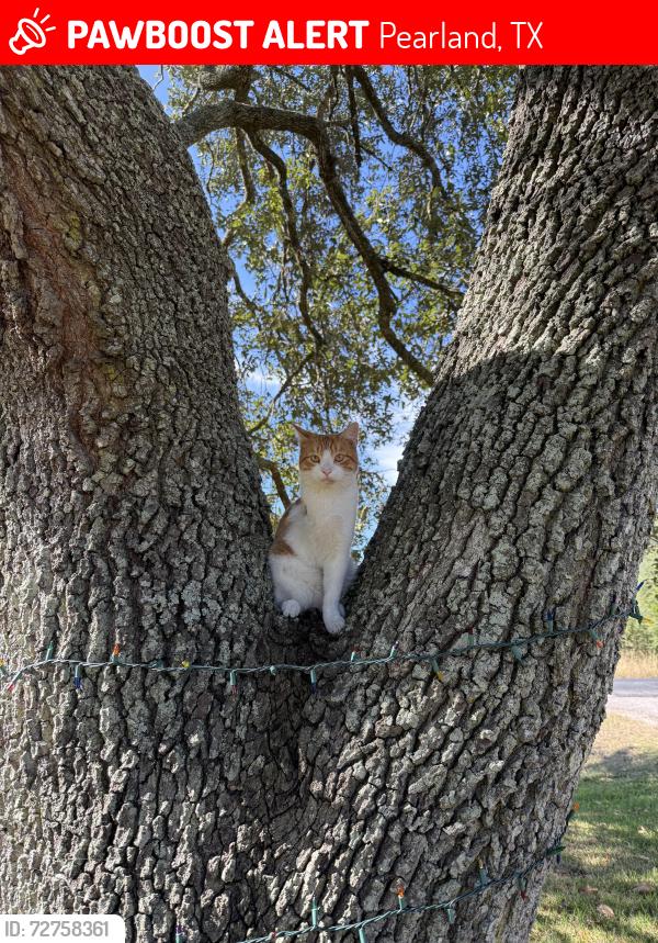 Lost Male Cat last seen Roy Road , Pearland, TX 77581