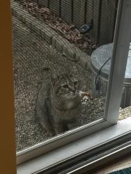Found/Stray Unknown Cat last seen Moorings Rd and Lake Anne, Reston, VA 20190