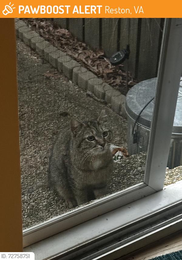 Found/Stray Unknown Cat last seen Moorings Rd and Lake Anne, Reston, VA 20190