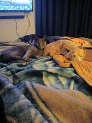 Lost Male Cat last seen San bernardino animal shelter, San Bernardino, CA 92401