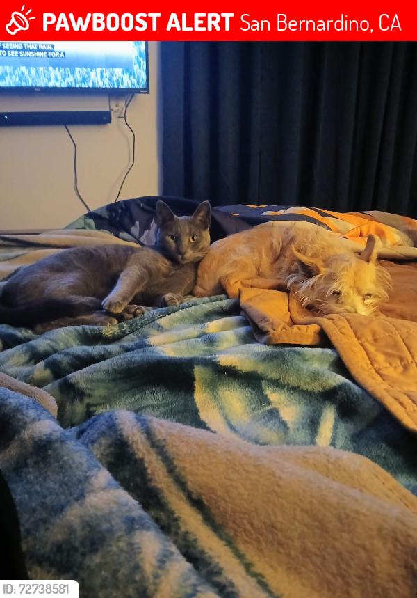 Lost Male Cat last seen San bernardino animal shelter, San Bernardino, CA 92401