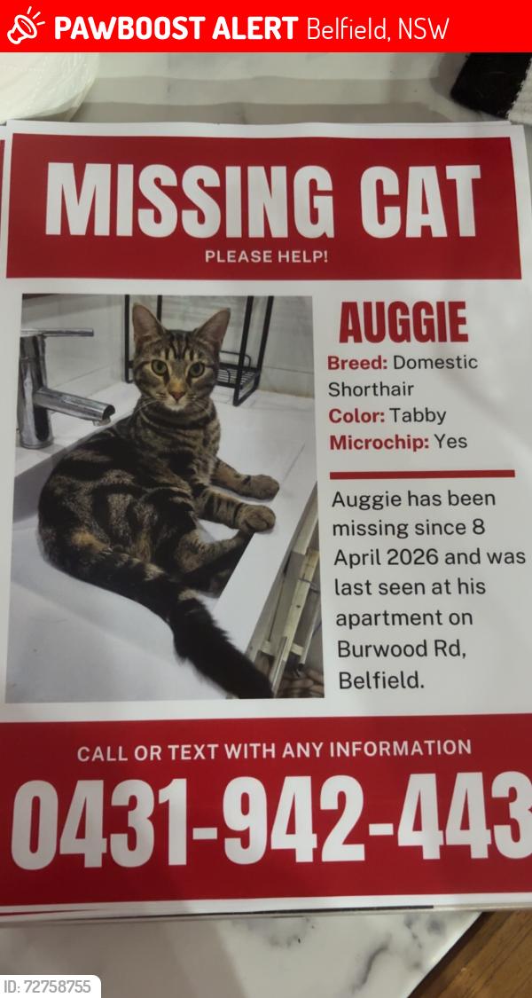 Lost Male Cat last seen Burwood rd, Belfield, NSW 2191