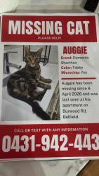 Lost Male Cat last seen Burwood rd, Belfield, NSW 2191
