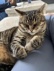 Lost Male Cat last seen Hampshire st in my neighborhood , Lathrup Village, MI 48076