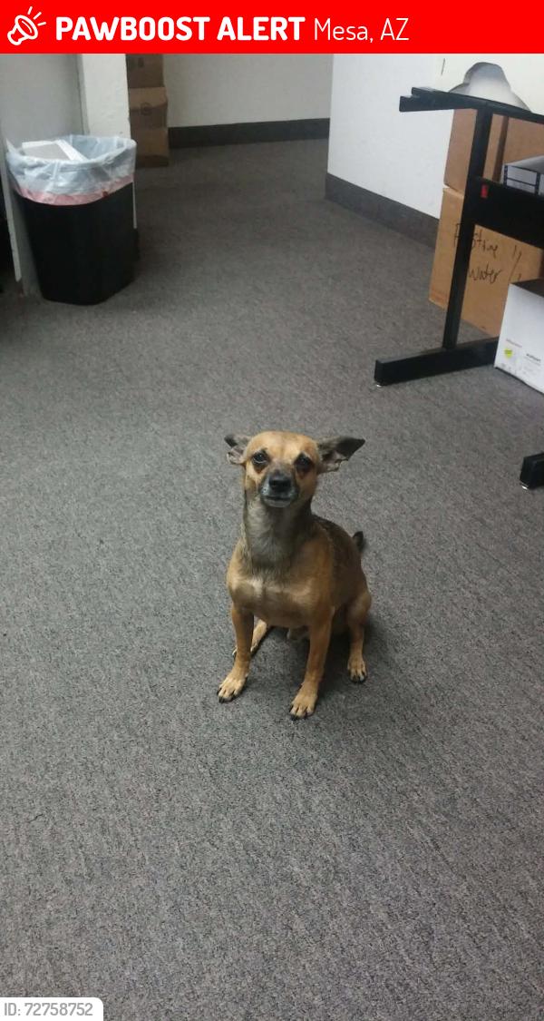 Lost Male Dog last seen 64th st and Brown rd, Mesa, AZ 85205