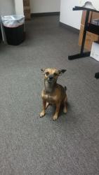 Lost Male Dog last seen 64th st and Brown rd, Mesa, AZ 85205