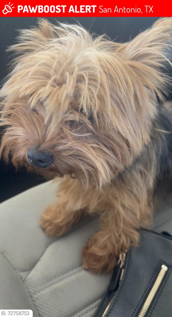 Lost Female Dog last seen Serenity residence , San Antonio, TX 78240