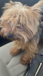 Lost Female Dog last seen Serenity residence , San Antonio, TX 78240