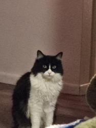 Lost Male Cat last seen  Greensferry , Post Falls, ID 83854