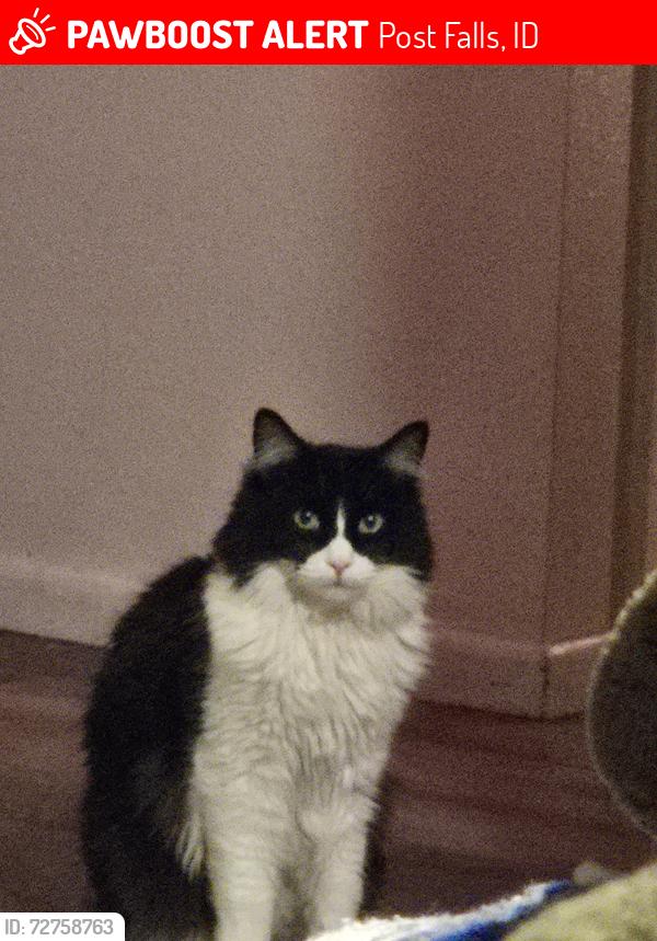 Lost Male Cat last seen  Greensferry , Post Falls, ID 83854
