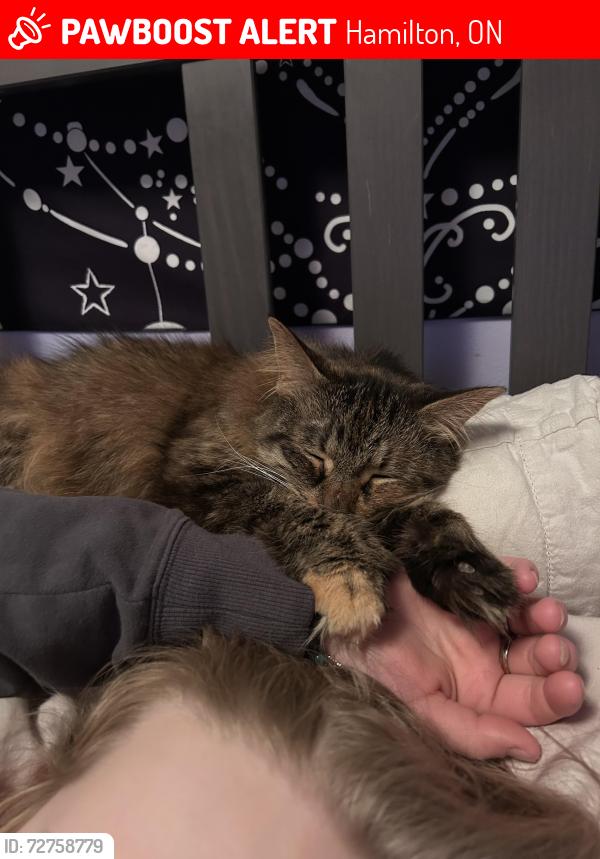 Lost Female Cat last seen At  , Hamilton, ON 