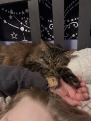 Lost Female Cat last seen At  , Hamilton, ON 