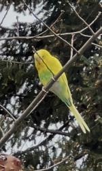 Found/Stray Unknown Bird last seen Costco, Kirkland, WA 98033
