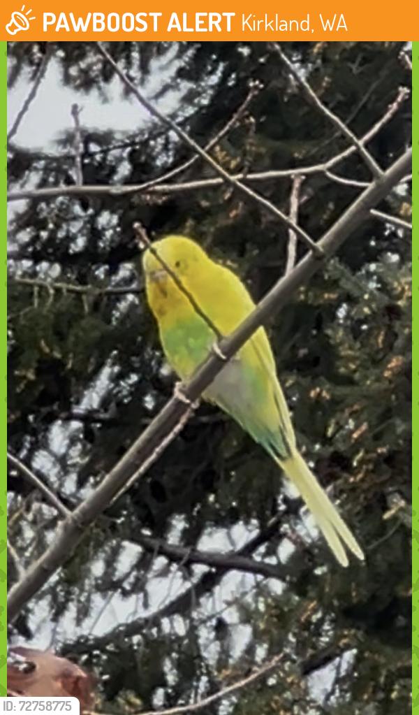 Found/Stray Unknown Bird last seen Costco, Kirkland, WA 98033