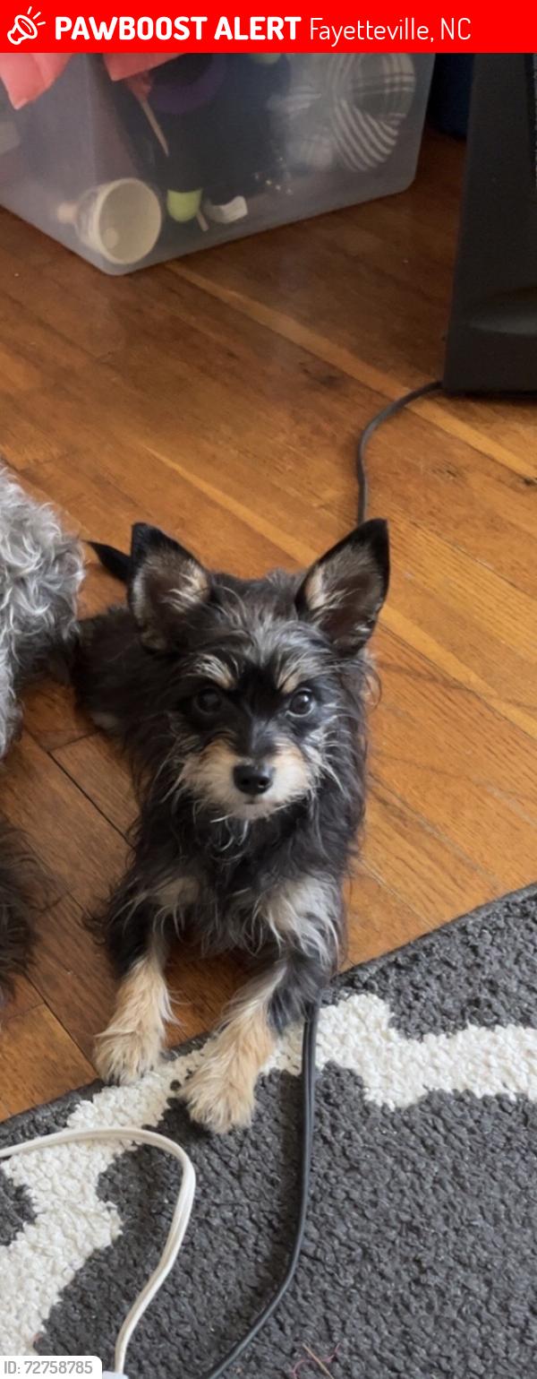 Lost Female Dog last seen Summerhill rd/roundtree dr/ freeport rd, Fayetteville, NC 28303