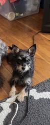 Lost Female Dog last seen Summerhill rd/roundtree dr/ freeport rd, Fayetteville, NC 28303