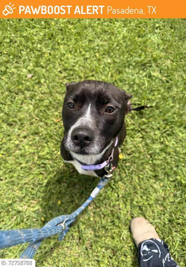 Found/Stray Female Dog last seen Pasadena Blvd, Pasadena, TX 77502