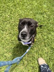 Found/Stray Female Dog last seen Pasadena Blvd, Pasadena, TX 77502