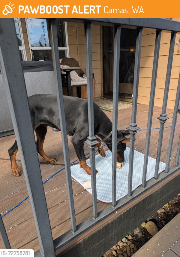 Found/Stray Unknown Dog last seen Hwy 500, Camas, WA 97024