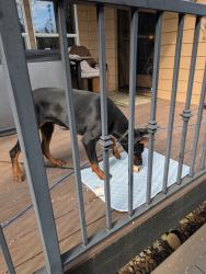 Found/Stray Unknown Dog last seen Hwy 500, Camas, WA 97024