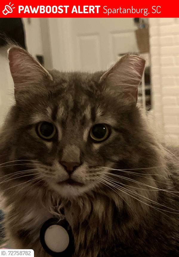 Lost Male Cat last seen Park Place Community, Spartanburg, SC 29301