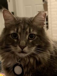 Lost Male Cat last seen Park Place Community, Spartanburg, SC 29301
