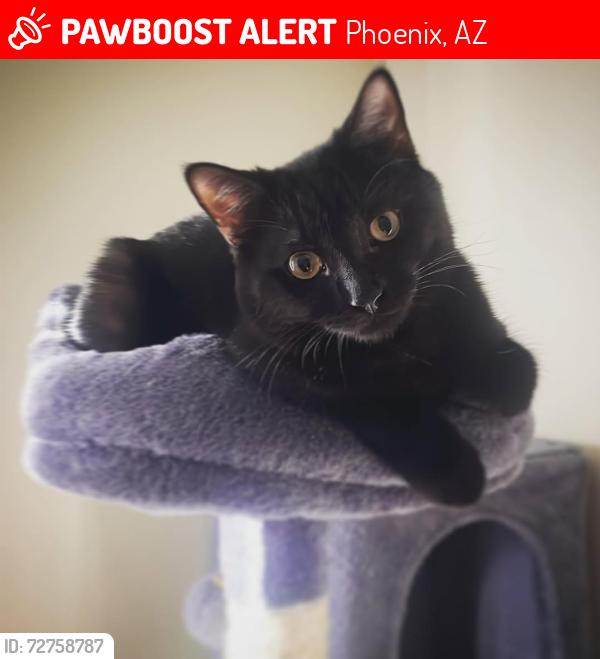 Lost Female Cat last seen 19th Ave and Northern Ave, Phoenix, AZ 85021