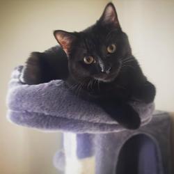 Lost Female Cat last seen 19th Ave and Northern Ave, Phoenix, AZ 85021