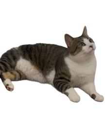 Lost Male Cat last seen Rock Hollow and Bridlewood place, Louisville, KY 40228
