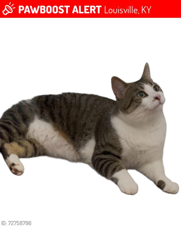 Lost Male Cat last seen Rock Hollow and Bridlewood place, Louisville, KY 40228
