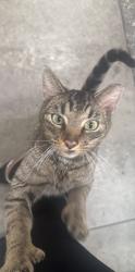 Found/Stray Female Cat last seen Crescent Woods apmts , Gahanna, OH 43230