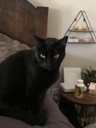 Lost Male Cat last seen Warmlands, Vista, CA 92084