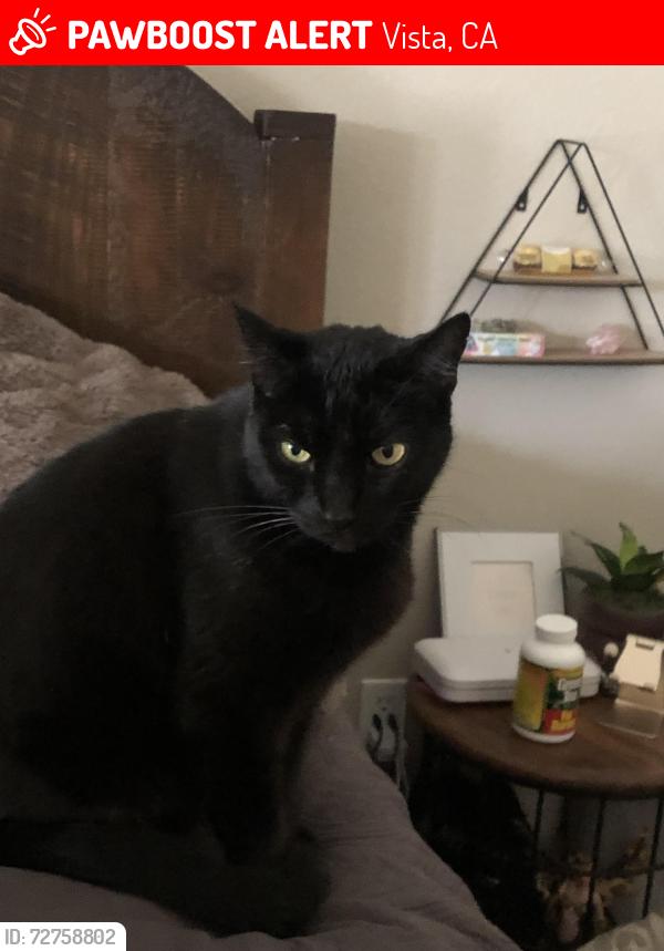 Lost Male Cat last seen Warmlands, Vista, CA 92084