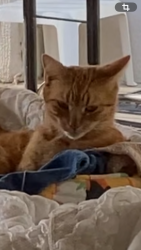 Lost Female Cat last seen E Holly oak drive and Stuart, West Covina, CA 91791