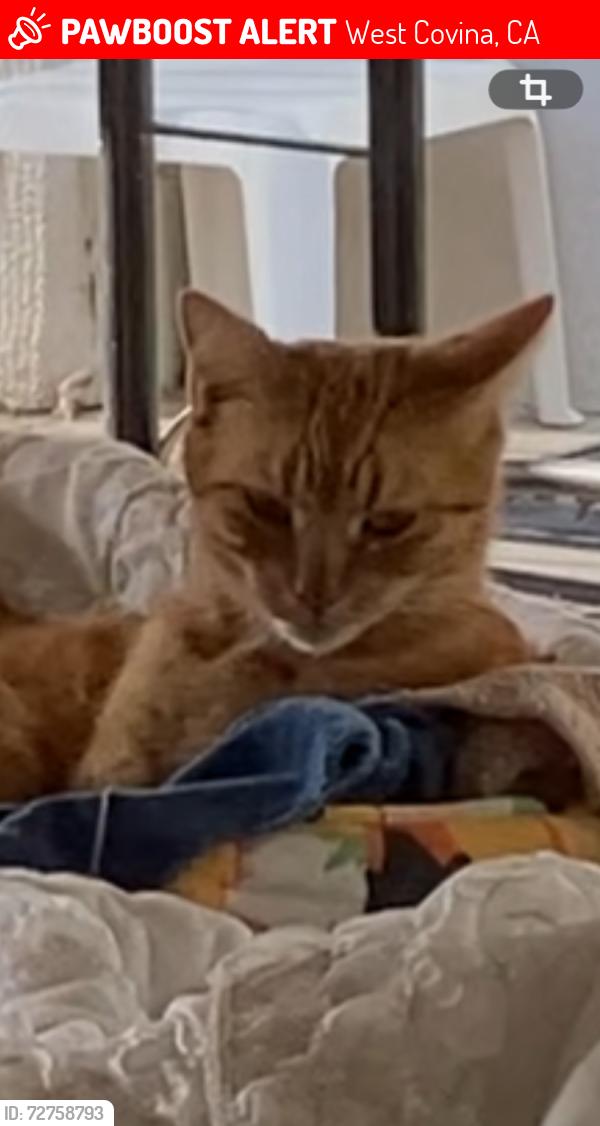 Lost Female Cat last seen E Holly oak drive and Stuart, West Covina, CA 91791