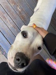 Lost Female Dog last seen Walters Rd and Huntsman Dr, Houston, TX 77067