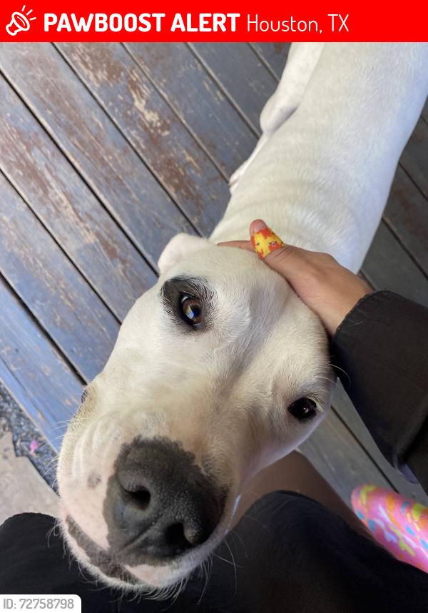 Lost Female Dog last seen Walters Rd and Huntsman Dr, Houston, TX 77067
