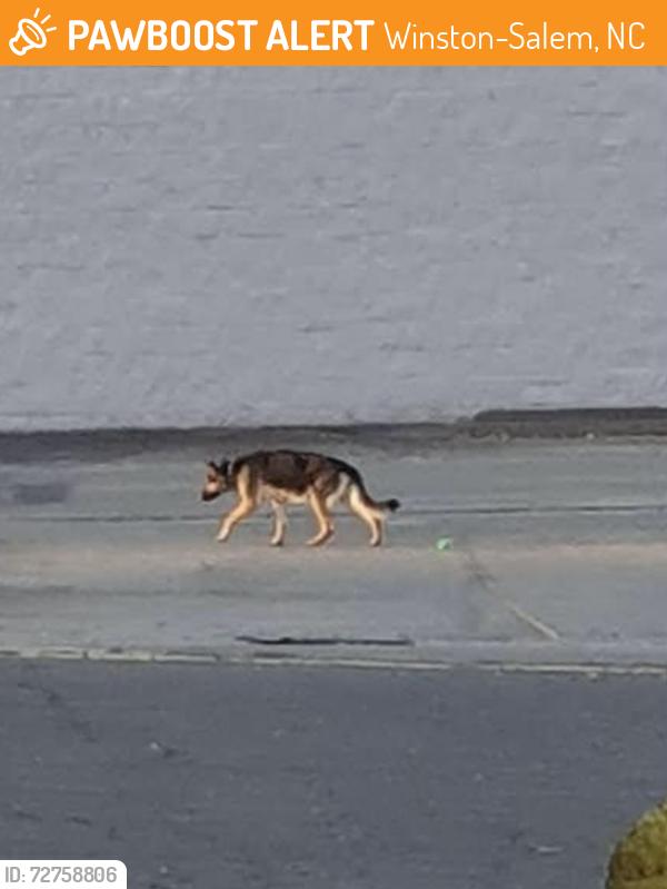 Found/Stray Unknown Dog last seen Peters creek, Winston-Salem, NC 27127