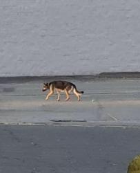 Found/Stray Unknown Dog last seen Peters creek, Winston-Salem, NC 27127