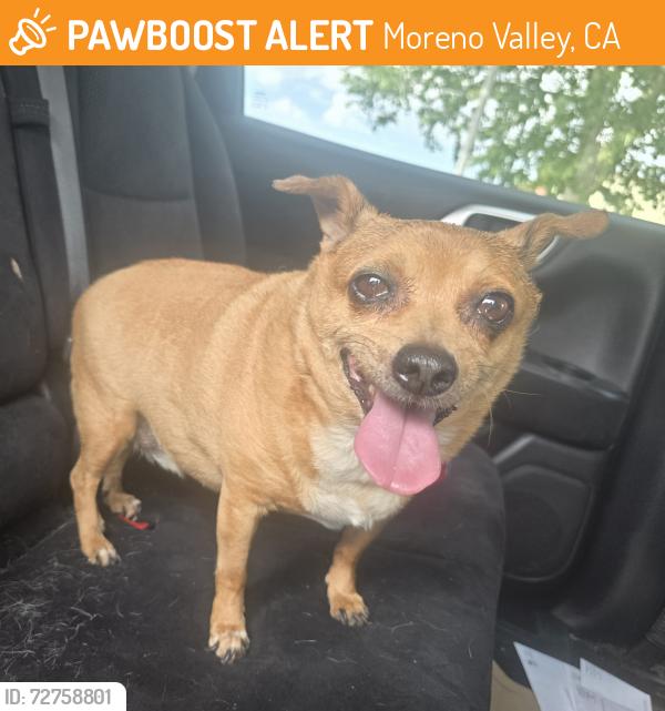 Found/Stray Unknown Dog last seen Heacock and Dracaea , Moreno Valley, CA 92553