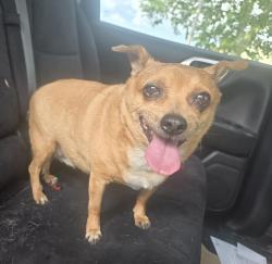 Found/Stray Unknown Dog last seen Heacock and Dracaea , Moreno Valley, CA 92553